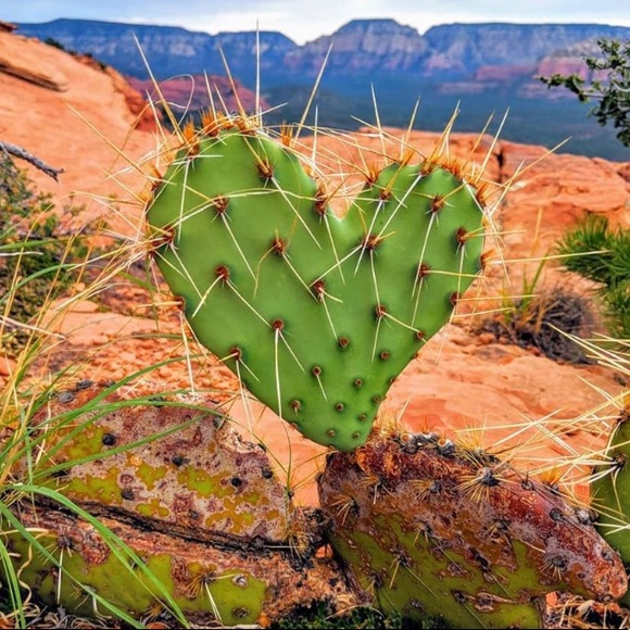 Meet your Posher, Lisa - Picture 3 of 16